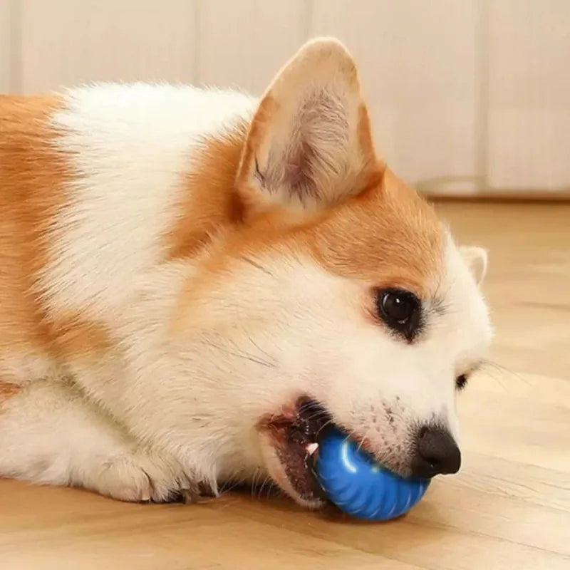 Bola de brinquedo para Cachorro Automática